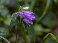 Kamolainā pulkstenīte (Campanula glomerata)