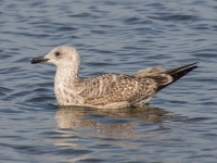 Sudrabkaija (Larus argentatus)