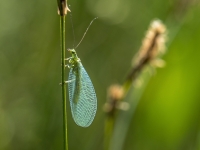 Zeltactiņa Chrysopa perla