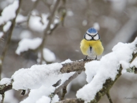 Zilzīlīte (Cyanistes caeruleus)