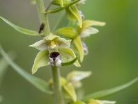 Platlapu dzeguzene (Epipactis helleborine)