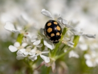Četrpadsmitlāsumu mārīte (Coccinula quatuordecimpustulata)