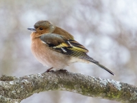 Žubīte (Fringilla coelebs)