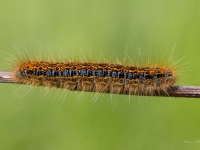 Vībotņu vērpējs (Malacosoma castrensis)