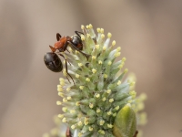Rūsganā meža skudra (Formica rufa)