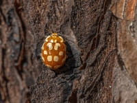 Astoņpadsmitplankumu mārīte ( Myrrha octodecimguttata)