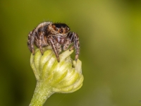 	 Lēcējzirneklis Evarcha sp.