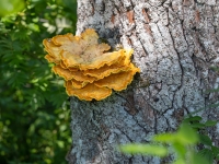 Parastā sērpiepe (Laetiporus sulphureus)