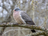 Lauku balodis (Columba palumbus)