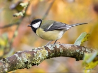 Lielā zīlīte (Parus major)