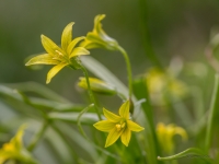 Meža zeltstarītes (Gagea lutea)