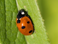 Septiņpunktu mārīte (Coccinella septempunctata)
