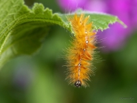 Kļavu pelēkpūcīte (Acronicta aceris)