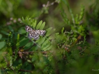 Āboliņa sprīžmetis (Chiasmia clathrata)