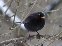 Melnais meža strazds (Turdus merula)