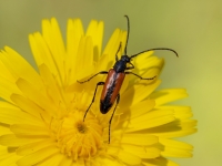 Koksngrauzis Stenurella melanura