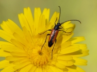 Koksngrauzis Stenurella melanura