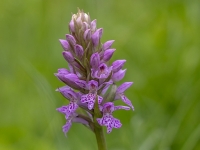 Baltijas dzegužpirkstīte (Dactylorhiza baltica) Īpaši aizsargājama suga!  LV Sarkanajā grāmatā 4. kat.