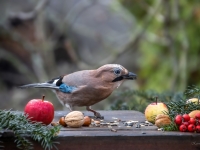 Sīlis (Garrulus glandarius)
