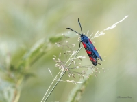 Ceļteku raibspārnis (Zygaena filipendulae)
