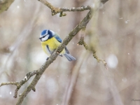 Zilzīlīte (Cyanistes caeruleus)