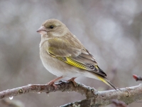 Zaļžubīte (Chloris chloris)