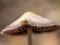 Melndzeltenā sēņmārīte (Psyllobora vigintiduopunctata)