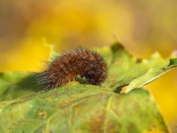 Sarkanbrūnais lācītis (Phragmatobia fuliginosa)