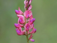 Smiltāju esparsete (Onobrychis arenaria)