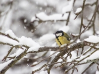 Lielā zīlīte (Parus major)
