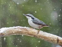 Dzilnītis (Sitta europaea)
