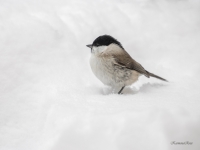 Purva zīlīte (Poecile palustris)