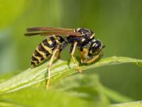 Papīrlapsene Polistes sp.