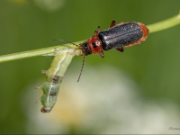 Mīkstspārnis Cantharis rustica ar laupījumu