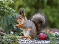 Vāvere (Sciurus vulgaris)