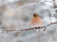 Žubīte (Fringilla coelebs)