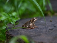 Parastā varde (Rana temporaria)