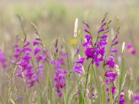 Jumstiņu gladiola (Gladiolus imbricatus). Īpaši aizsargājama suga!  LV Sarkanajā grāmatā 3. kat.