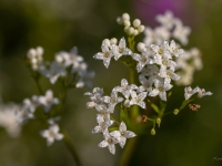 Dūkstu madara (Galium uliginosum)