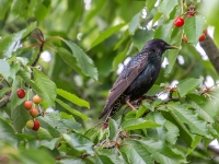 Mājas strazds (Sturnus vulgaris) 