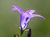 Pļavas pulkstenīte (Campanula patula)
