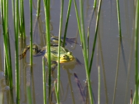 Zaļā varde (Rana esculenta)