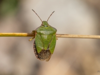 Zaļā vairogblakts (Palomena prasina)