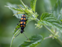 Koksngrauzis Leptura quadrifasciata