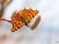 Jāņogu raibenis (Polygonia c-album)