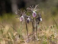 Pļavas silpurene (Pulsatilla pratensis). Īpaši aizsargājama suga.