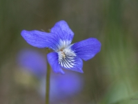 Suņu vijolīte (Viola canina)
