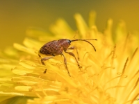 Riekstu smecernieks (Curculio nucum)