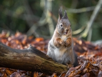 Vāvere (Sciurus vulgaris)