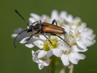 Koksngrauzis Stictoleptura maculicornis